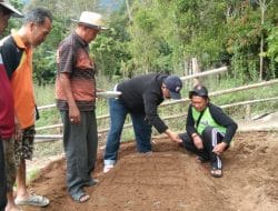 DTPHP Sulbar Uji Coba Menanam Sayur di Dataran Tinggi Ulumanda