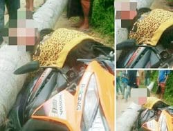 Ditimpa Pohon Kelapa, Amira Tewas Seketika