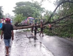 Pohon Tumbang di Jalan Trans Sulawesi, Arus Lalu lintas Macet
