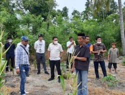 Wakil Ketua DPRD Sulbar Gandeng PT Alfatih dan Bank Sulselbar Kembangkan Tanaman Porang di Polman