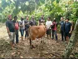 Gegara Mencuri Sapi Betina Milik Tetangga, Lelaki Asal Barebbo Diamankan Pihak Berwajib