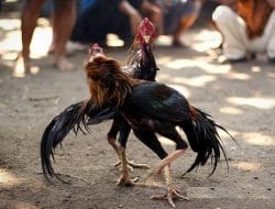 Judi Sabung Ayam Digrebek Petugas di Bulu Tanah Lapri, 3 Pelaku Diamankan