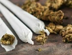 BNNK Bone Sikat Pengedar Tembakau Gorilla