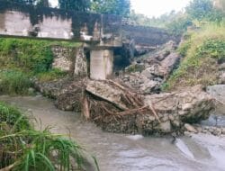 Ratusan Hektar Sawah Di Tolai Barat Terancam Gagal Tanam