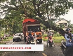 Pohon Tumbang Menimpa Truck di Jalan Poros Pelabuhan Bajoe
