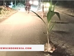 Resah Tak Diperhatikan, Jalan Poros Mamasa – Polman Ditanami Pohon oleh Warga