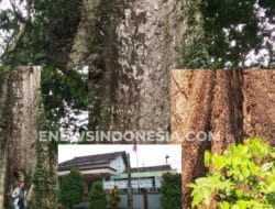 Ribuan Warga telah Berlalu, RANDU ALAS tetap Kokoh Berdiri