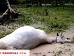 Banjir Landa Banggai Sulteng, 178 Nyawa Melayang