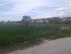 Wauuu….!!! Lahan Pertanian di Banjarmasin Makin Berkurang