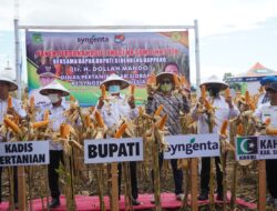 Panen Jagung Sukses di Lahan Timbunan Berbatu Kompleks SKPD Sidrap