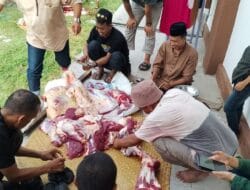 Idul Adha 1443 H, Kapolres Bone Sumbang 1 Ekor Sapi Qurban untuk Jurnalis Bone