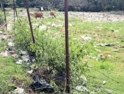 Sampah Berserakan di Poros Palattae – Maggenrang Resahkan Masyarakat