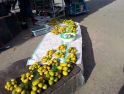 Pulau Morotai Lumbung Buah Mangga?