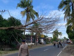 Brimob Bone Gerak Cepat Tanggapi Keluhan Netizen Tentang Pohon Lapuk di Jalan Yos Sudarso