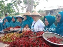 TP PKK Morotai Gelar Panen Holtikultura yang Dihadiri Tri Tito Karnavian