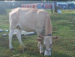 47 Ekor Sapi Dipotong Massal di Patimpeng, Ini Penyebabnya