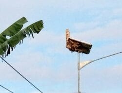 Tawon Vespa Teror Pengguna Jalan di Desa Daruba