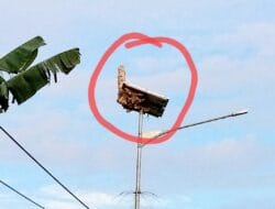 Kasatpol PP Morotai Sebut Akan Tindaklanjuti Tawon di Lampu Jalan