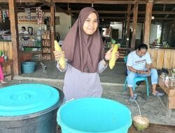 Pedagang Jagung Rebus di Bone Raih Omset 100 Juta Pertahun