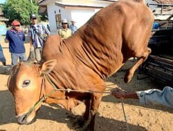 Pemda Bone Longgarkan Lalu Lintas Ternak, Ini Syaratnya