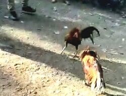 Judi Sabung Ayam di Libureng Dikeluhkan Warga, APH Dinilai Tutup Mata