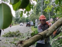Pohon Tumbang di Jalan Yos Sudarso Bahayakan Pengguna Jalan