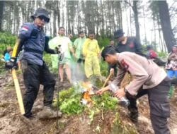 Terungkap! Pelaku Ladang Ganja di Bone Dikenal Dermawan