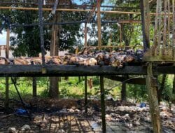 Kandang Ayam Broiler di Bone Terbakar, Kerugian Capai Ratusan Juta