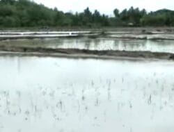 Petani Merugi, Ratusan Hektar Sawah Terendam Banjir di Parepare