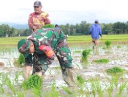 Sukseskan Swasembada Pangan, TNI di Bone Turun ke Sawah Bantu Petani
