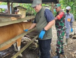 80 Ekor Sapi di Bone Mati Akibat Jembrana, Sapi Terserang Penyakit Ini Layak Komsumsi?