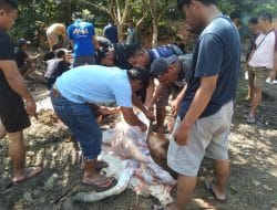 Momen Idul Adha 1444 H, LPM Gunung Panjang Berkurban 5 Ekor Sapi