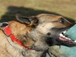 Waspada! Kasus Warga Digigit Anjing di Indonesia Meningkat, Terbaru di Bone