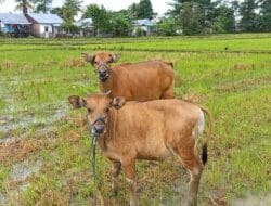 Pelaku Pencuri Sapi di Bone Diringkus Polisi, Warga Berharap Pelaku Lain Diungkap