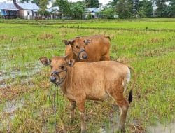 Jelang Idul Adha, Ketersediaan Sapi di Sulsel Meningkat