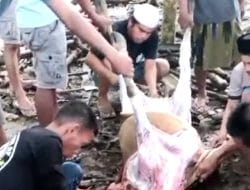 Barokallah, Megawati Sumbang Sapi Kurban di Bone