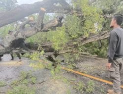 Satpol PP Bone Turun Tangan Atasi Pohon Tumbang Halangi Jalan