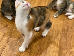 Warganet Banjiri Komentar Postingan Kucing Prabowo
