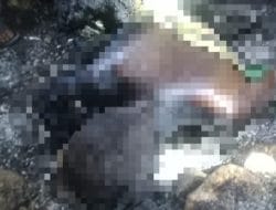 Stop Bakar Lahan! Di Bone, 2 Warga Tewas Terjebak Api
