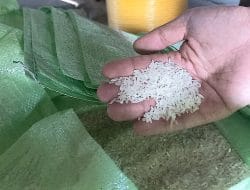 Beras di Gudang Bulog Mulai Tiris, China Siap Impor