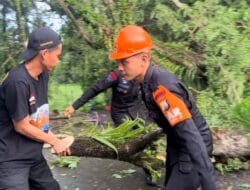 Pohon Tumbang di Bone Tutupi Jalan, SAR Brimob Bone Turun Tangan