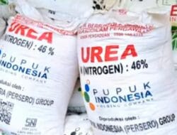 Petani di Ulaweng Tak Terima Pupuk Sama Sekali