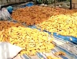 Berbanding Terbalik dengan Beras, Harga Jagung di Bone Alami Penurunan