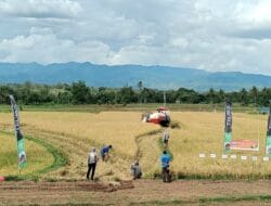 Petani di Bone Puas, Panen Tembus 7,3 Ton Per Hektare Meski El Nino