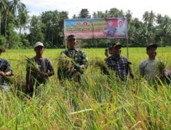 Kodam XIV/Hasanuddin Gelar Panen Raya di Majene