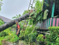 Setelah Dibedah, Rumah Warga Tidak Mampu di Sibulue Tertimpa Pohon
