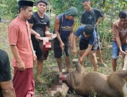Sebanyak 237 Hewan Qurban di Bengo: Desa Liliriawang Terbanyak