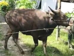Idul Adha 1445 H, Forbes Anti Narkoba Bone Qurban Seekor Sapi dan Kambing