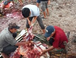 Sebanyak 100 Ekor Hewan Qurban di Kecamatan Barebbo Tahun Ini