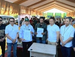 Berbuah Manis, Pisang Cavendish Asal Bone Dipanen Perdana 2 Ton